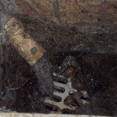 Clean your Drains Easily 1