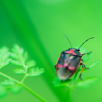 Control insects naturally