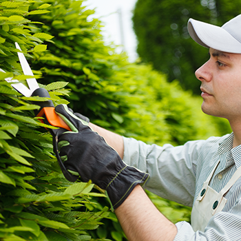 Pruning Tips