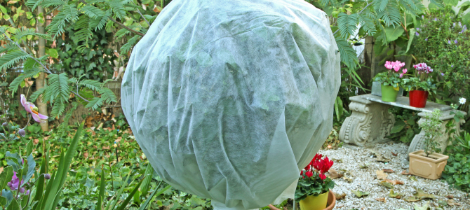 How to Winterise your Garden