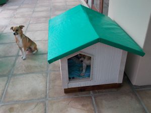 Completed Kennel 