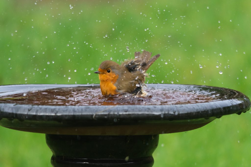 DIY Bird Bath Maintenance