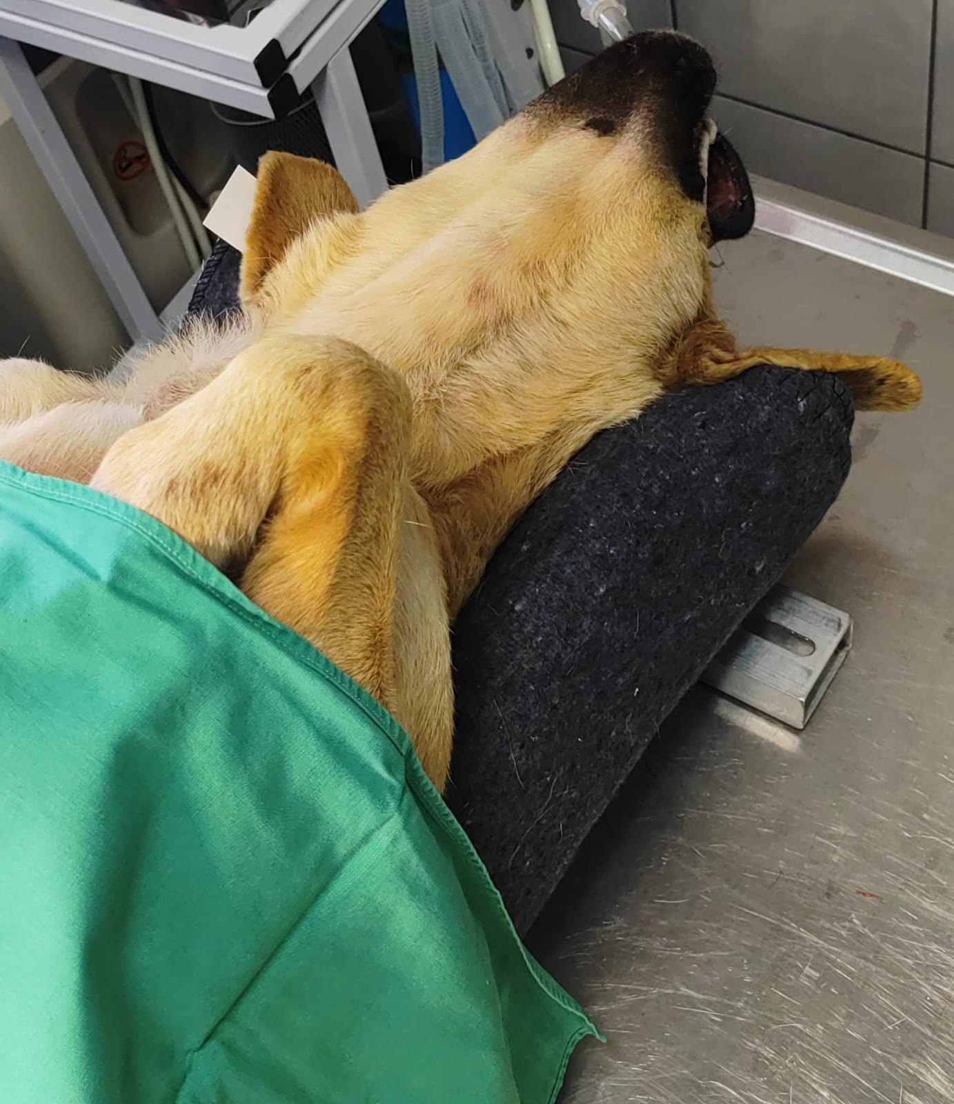 Dog receiving care
