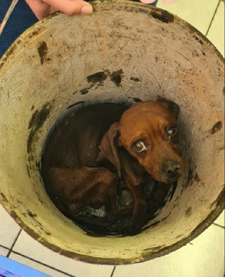 About SPCA Boksburg