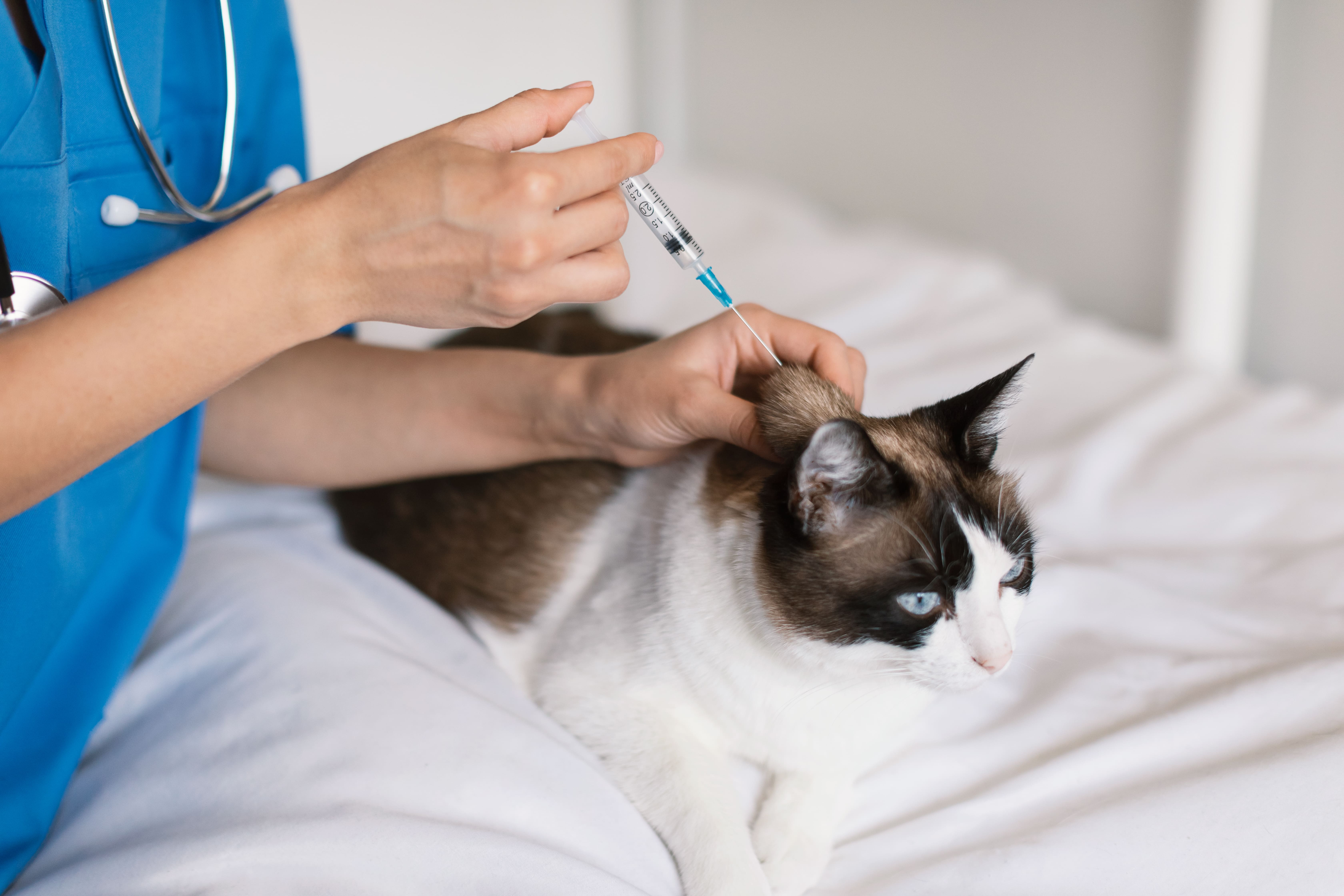 BOKSBURG SPCA VACCINATION RULES: