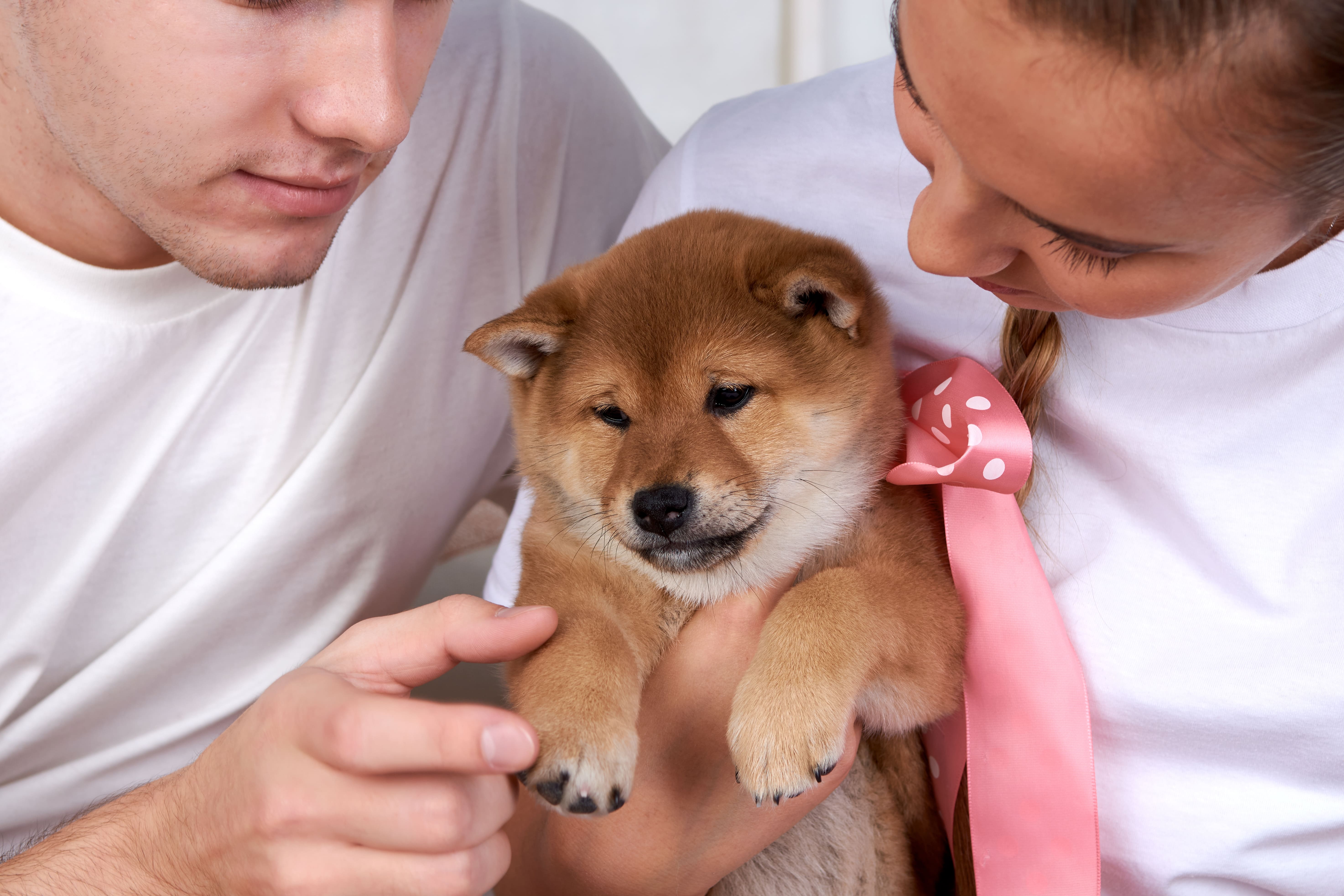 WHEN CAN I MICROCHIP MY PET?