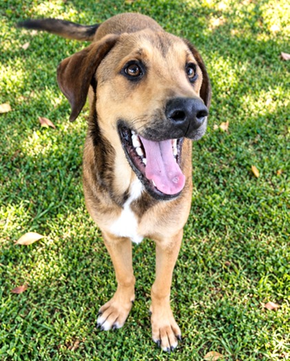 COCO
