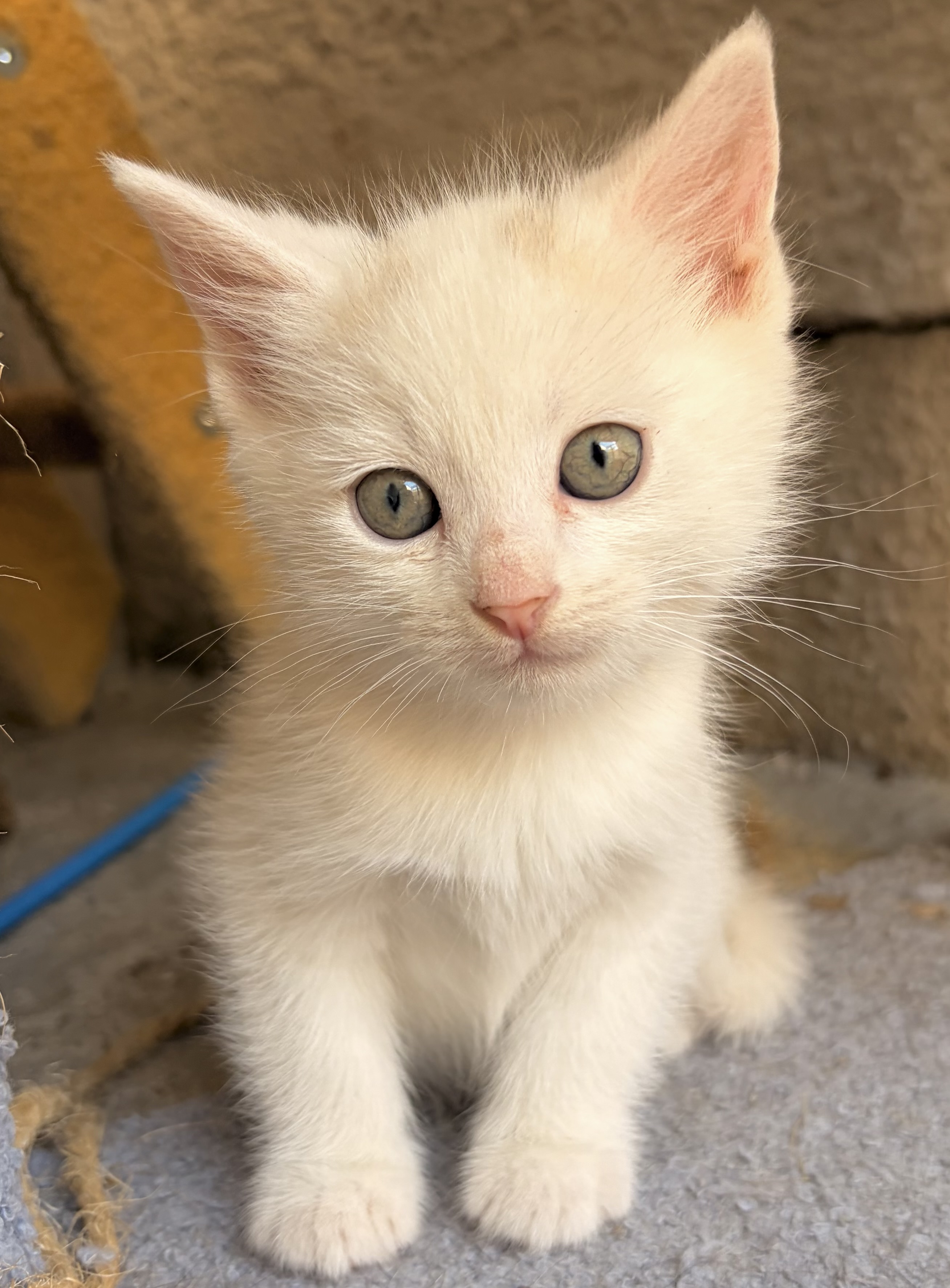 Shiro