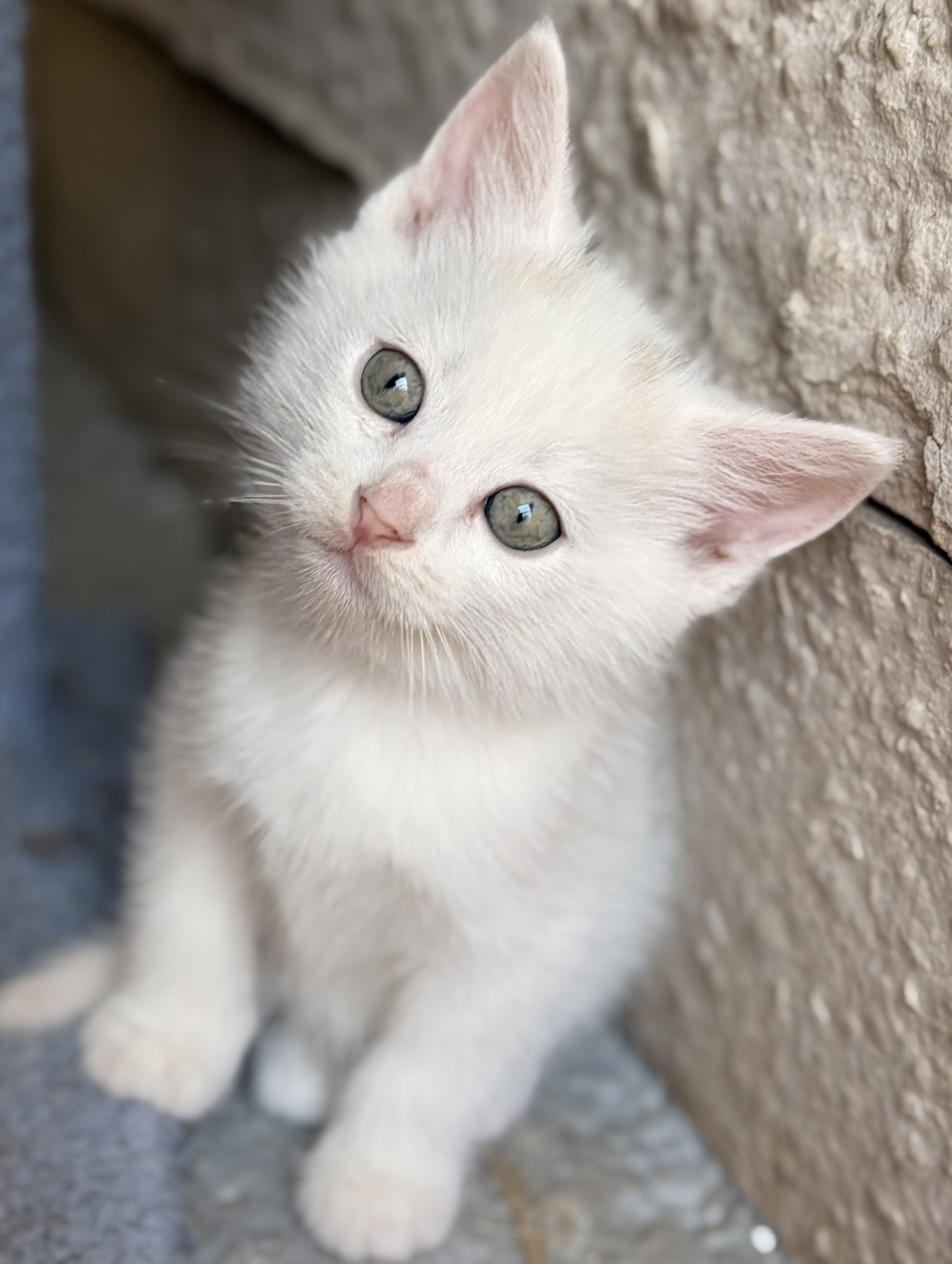 Shiro